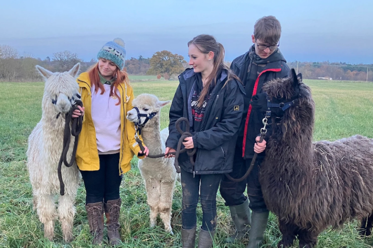 Three people walking three alpacas 